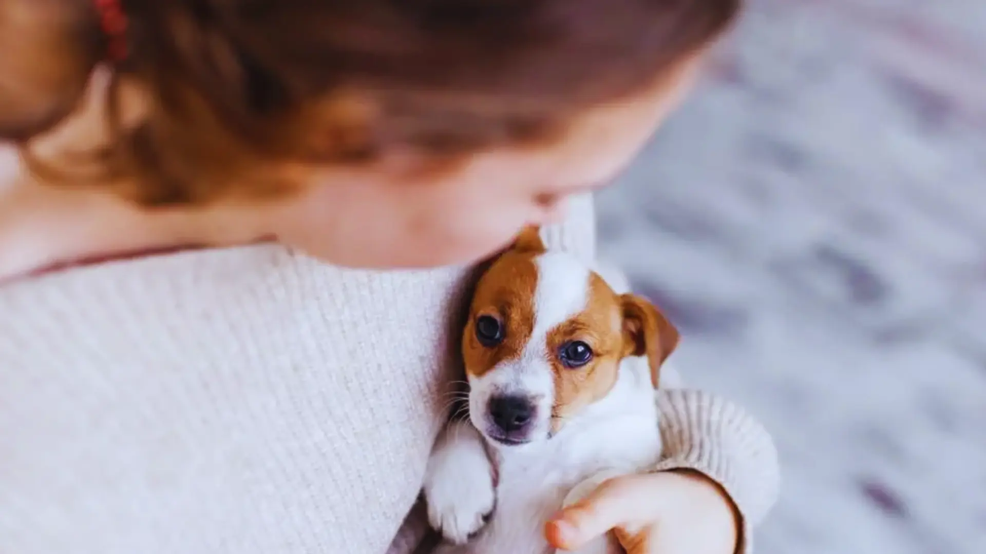 The Ultimate Pet Insurance Checklist for New Puppy Owners