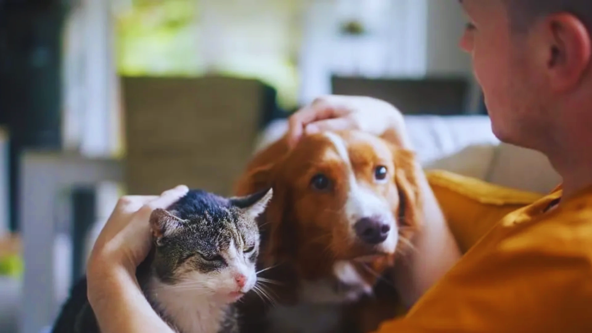 How to Find Affordable Pet Insurance Without Sacrificing Coverage